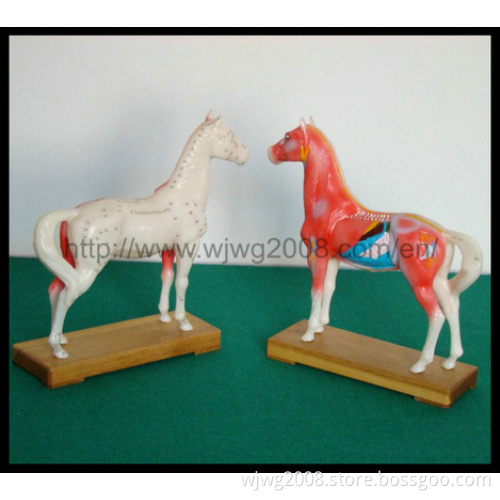 High Quality Acupuncture Animal Model-Horse (M-6H)